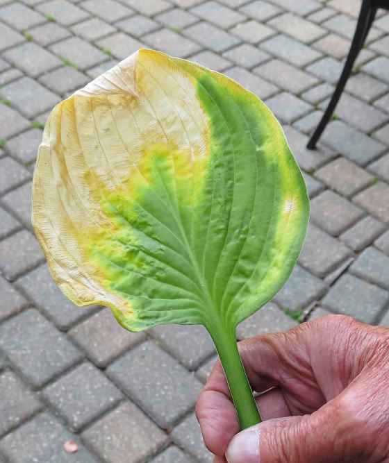 One yellowing hosta leaf can just be removed, but if your plant has multiple yellowing leaves, it could be a sign of a serious fungal infection. (Colleen Zacharias / Winnipeg Free Press)