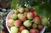 Matt Goerzen / The Brandon Sun files
                                If you can’t use fresh produce from your yard or garden, someone else can.