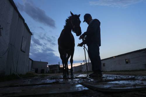 Thoroughbred trainer Doug Mustard