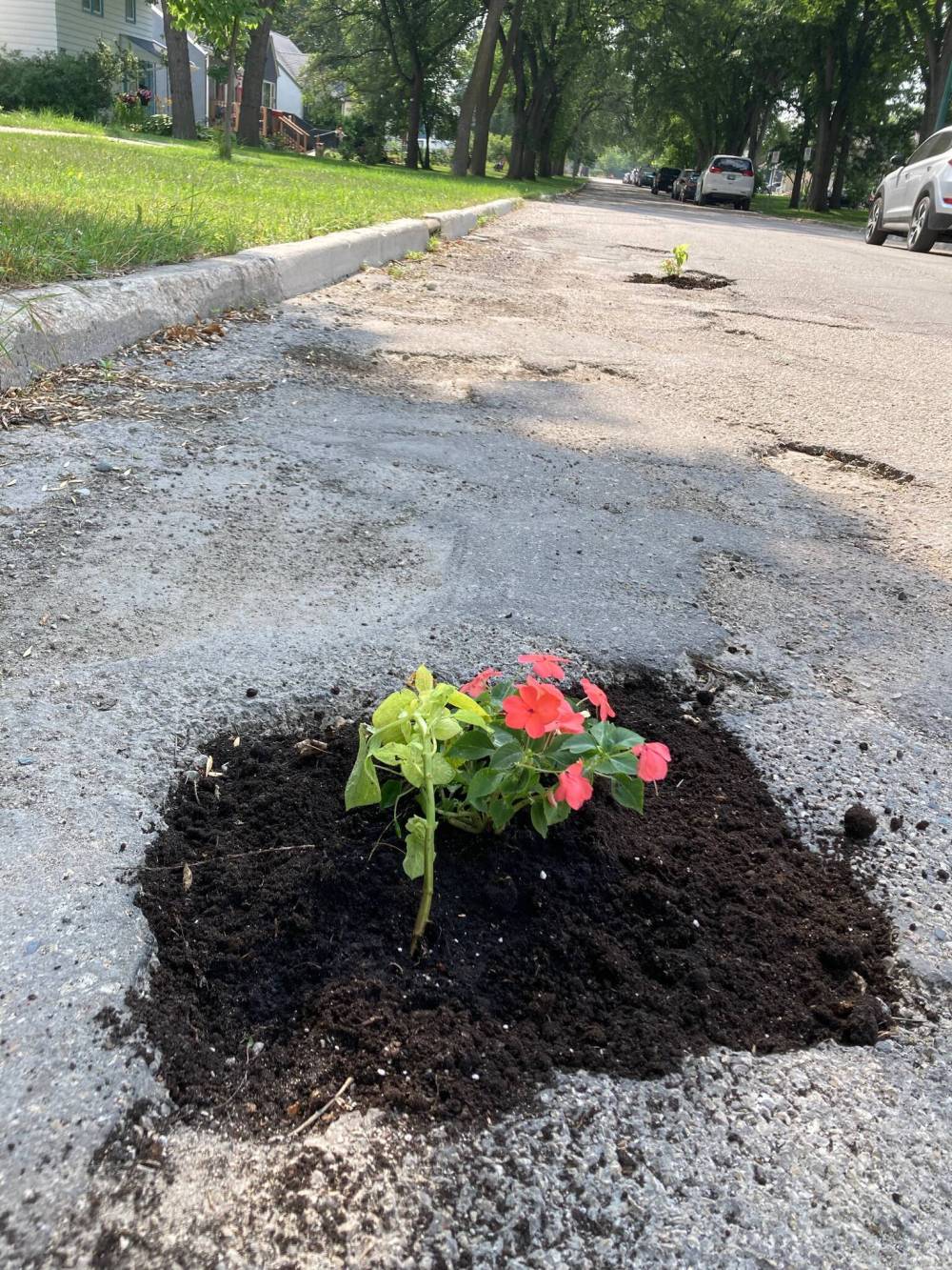 SUPPLIED
“I started with the impatiens, because I thought that would be funny,” the Springside Drive resident said (pun fully intended),