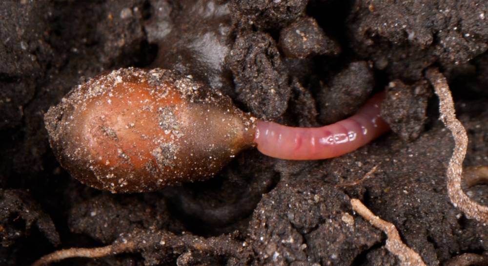 Planet Soil photo
                                Planet Soil captures in amazing detail an underground world teeming with life. Shown: an earthworm.