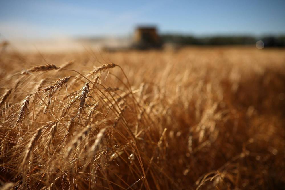 FREE PRESS FILES
The most recent “quality rating” in the province’s weekly crop report, has most cereal grains from most regions rated “good”.