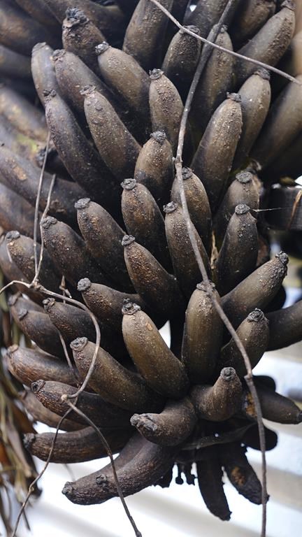 Burnt bananas hang in a yard of a home destroyed by a wildfire on Monday, Aug. 14, 2023, in Kula, Hawaii. Kula was was ravaged by a wildfire the same day one ripped through Lahaina. (AP Photo/Rick Bowmer)