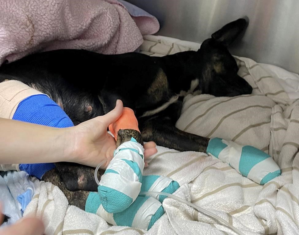 This photo provided by Maui Humane Society released on the week of Aug. 9, 2023, an injured dog is treated at Maui Humane Society in Lahaina, Hawaii. The Maui Humane Society is treating dogs, cats, chickens, pigs and other animals that were badly burned while fleeing the wildfires. (Jenny Miller/Maui Humane Society via AP)