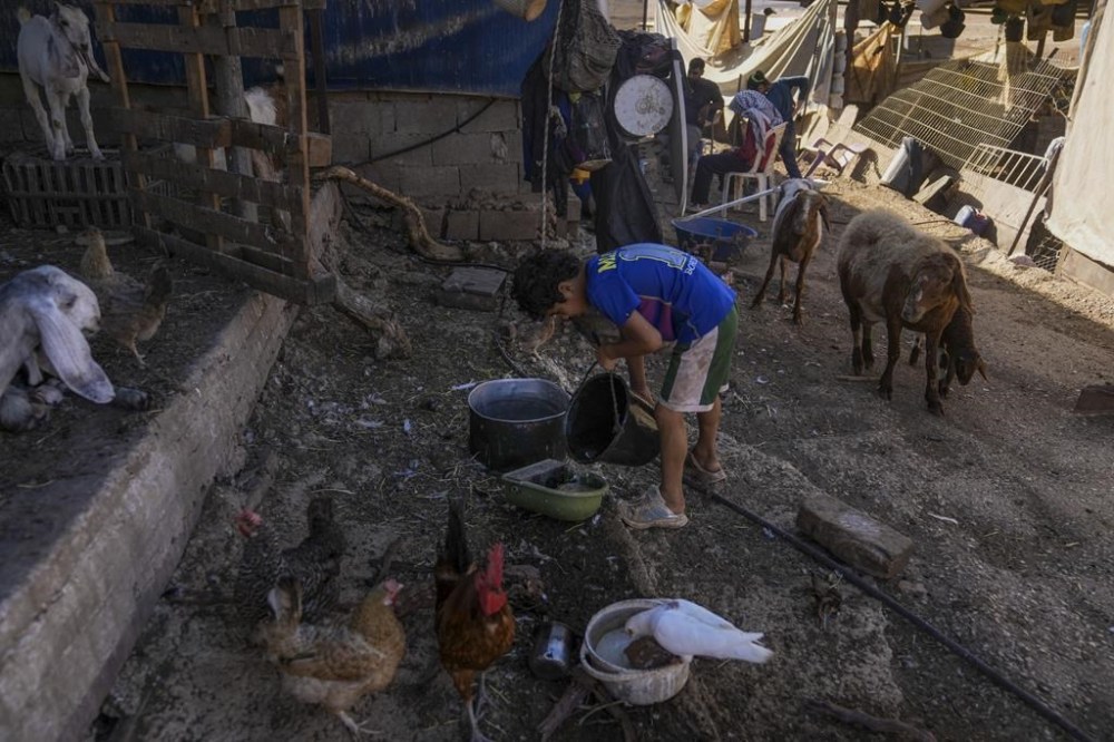 A Palestinian Bedouin boy pours water for the animals near the village of Bardala in the Jordan Valley Monday, Aug.7, 2023. In the occupied West Bank, where Israeli water pipes don’t reach, Palestinians say they can't get enough water to irrigate their farms. By comparison, the neighboring Jewish settlements look like an oasis with swimming pools. (AP Photo/Mahmoud Illean)