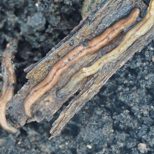 An invasive worm species from Asia that secretes a dangerous, paralyzing toxin has been spotted in the Montreal area. Hammerhead flatworms, whose scientific name is Bipalium Adventitium, are seen in an undated handout photo. THE CANADIAN PRESS/HO-University of Montreal, Etienne Normandin, *MANDATORY CREDIT*