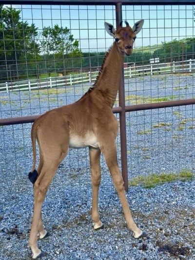 This undated photo provided by Brights Zoo in Limestone, Tenn., shows a plain brown female reticulated giraffe that was born on July 31, 2023, at the family-owned zoo. David Bright, one of the zoo's owners, said the animal is a rarity: Research found another giraffe that was born without a pattern in Tokyo in 1972 and two others before that. The spots serve as camouflage for giraffes in the wild. (Tony Bright/Brights Zoo via AP)