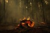 A fallen tree burns at the Lower East Adams Lake wildfire, in Scotch Creek, B.C., on Sunday, August 20, 2023. Firefighters in British Columbia's southern interior continue to battle a number of significant wildfires even as cooler, wetter weather is anticipated in the region. THE CANADIAN PRESS/Darryl Dyck