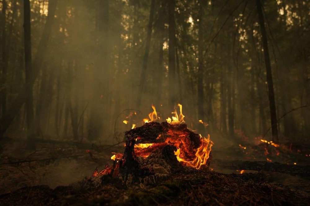 A fallen tree burns at the Lower East Adams Lake wildfire, in Scotch Creek, B.C., on Sunday, August 20, 2023. Firefighters in British Columbia's southern interior continue to battle a number of significant wildfires even as cooler, wetter weather is anticipated in the region. THE CANADIAN PRESS/Darryl Dyck