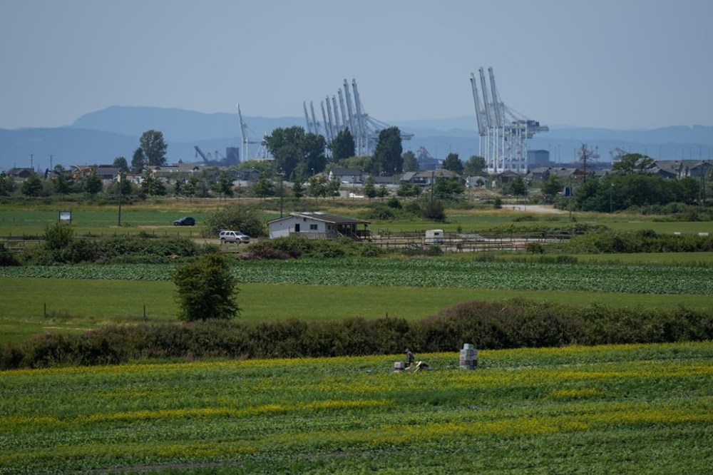B.C. farmers say they're increasingly concerned about climate change and the impacts of extreme weather on food production in the province. People work on a farm as gantry cranes used to load and unload cargo containers from ships sit idle in the distance at Global Container Terminals at Deltaport, in Delta, B.C., on Friday, July 7, 2023. THE CANADIAN PRESS/Darryl Dyck