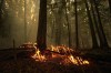A hot spot from the Lower East Adams Lake wildfire burns in Scotch Creek, B.C., on Sunday, August 20, 2023. THE CANADIAN PRESS/Darryl Dyck