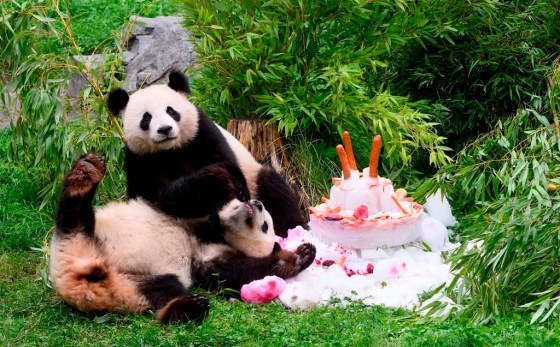 Pandas Pit and Paule eat a cake made of ice cream, vegetables and fruits to celebrate their fourth birthday, at the Berlin Zoo Thursday. (Bernd von Jutrczenka / dpa via The Associated Press)