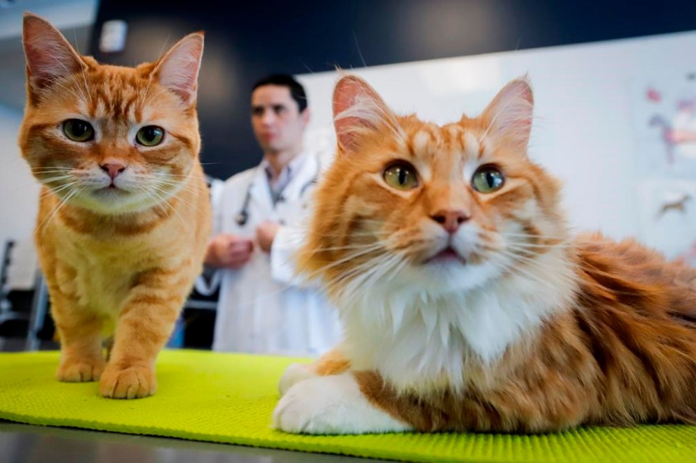 Dr. Daniel Pang, centre, an associate professor at the University of Calgary's Faculty of Veterinary Medicine examines Ginger, left, and Barney in Calgary, Alta., Friday, Jan. 17, 2020. Though affording a pet is certainly possible for young Canadians they should consider the cost to owning a pet. THE CANADIAN PRESS/Jeff McIntosh