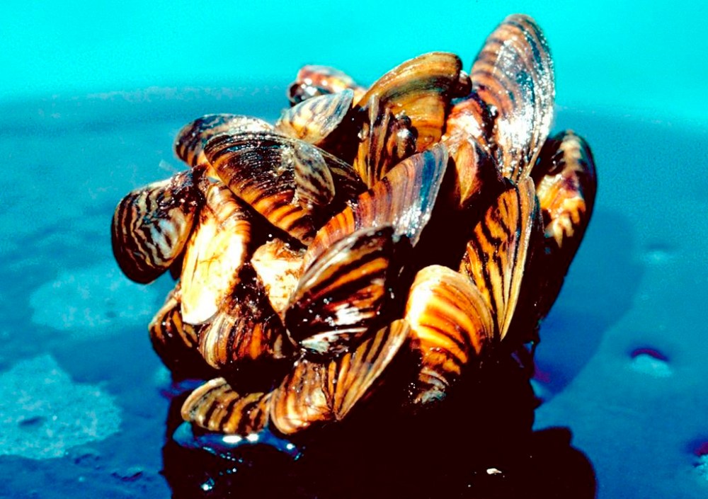 A group of zebra mussels is shown in an undated file photo provided by the U.S. Department of Agriculture. An international organization has produced a report on alien invasive species which says the global problem costs billions of dollars annually and is, in some cases, being worsened by climate change.THE CANADIAN PRESS/AP-U.S. Department of Agriculture via AP