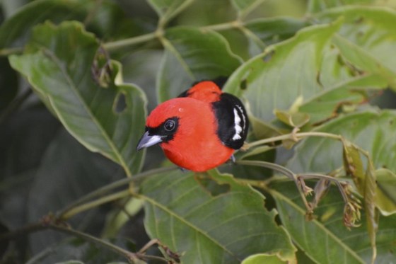 A white-winged tanager at Las Cruces Biological Station in Coto Brus, Costa Rica. (J. Nicholas Hendershot via The Associated Press files)