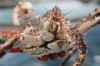 Erin Fedewa, a research fisheries biologist, holds an adult red king crab, Thursday, June 22, 2023, at the Alaska Fisheries Science Center in Kodiak, Alaska. Researchers are scrambling to understand crabs' collapse, with seas warmed by climate change as one theory. (AP Photo/Joshua A. Bickel)