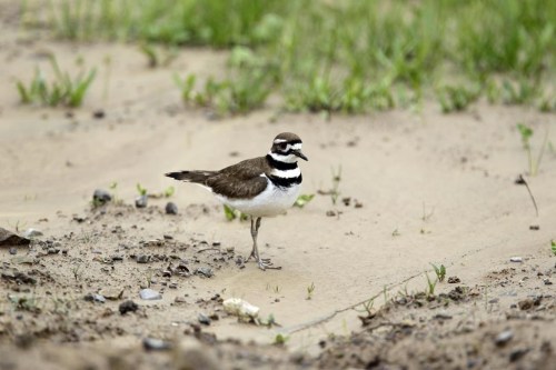 FILE - A killdeer bird searches for food along a shoreline during a chilly wet spring day in Pembroke, N.Y., Tuesday, May 17, 2011. Birding’s popularity soared during the pandemic, when people were eager to get outside. Merlin, a free app, is able to identify birds solely by sound. (AP Photo/David Duprey, File)