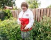 JOHN WOODS / WINNIPEG FREE PRESS
Debbie Stern, an avid Folklorama fan, is photographed tending to her tomatoes at her home in Winnipeg, Monday, July 31, 2023. Stern has actually created her own Excel Folklorama review system and tomato database.

Reporter: wazny
