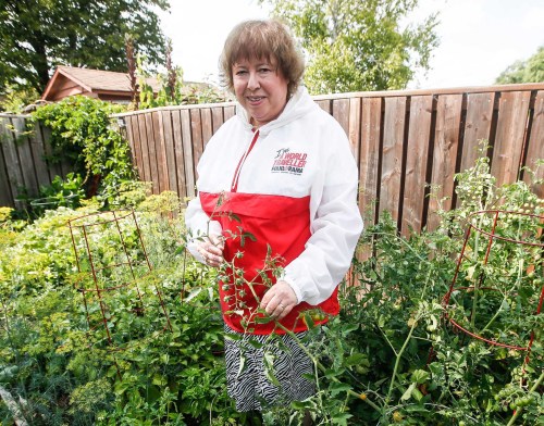 JOHN WOODS / WINNIPEG FREE PRESS
Debbie Stern, an avid Folklorama fan, is photographed tending to her tomatoes at her home in Winnipeg, Monday, July 31, 2023. Stern has actually created her own Excel Folklorama review system and tomato database.

Reporter: wazny
