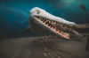 Mosasaur skeleton Morden centre’s ‘biggest discovery’ in two decades