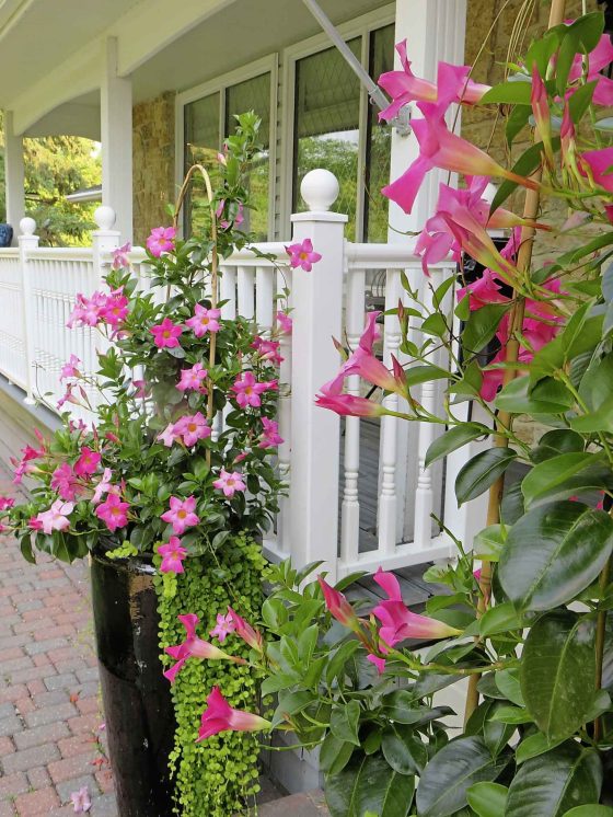 Barbie-pink Dipladenia in containers. (Colleen Zacharias / Winnipeg Free Press)