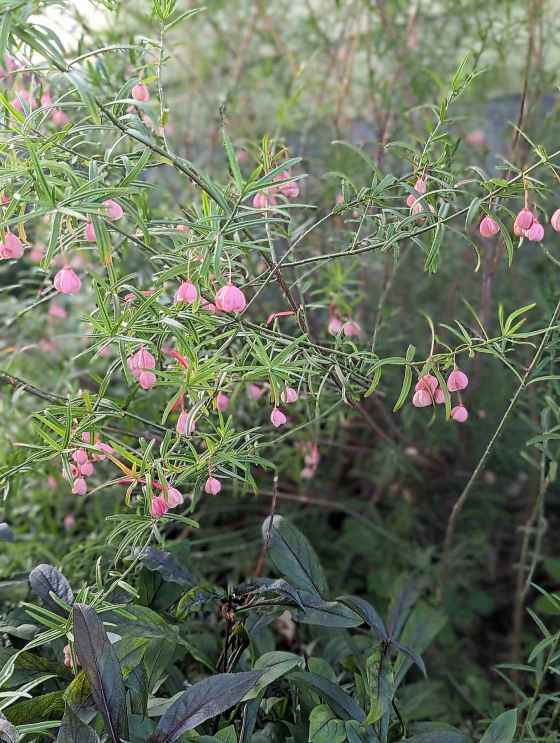A Turkestan Dwarf Winged Burning Bush in Alyssa Rempel's garden. (Supplied)