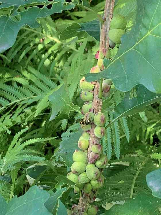 Mystery solved: these growths on an oak branch are wasp galls. (Supplied)