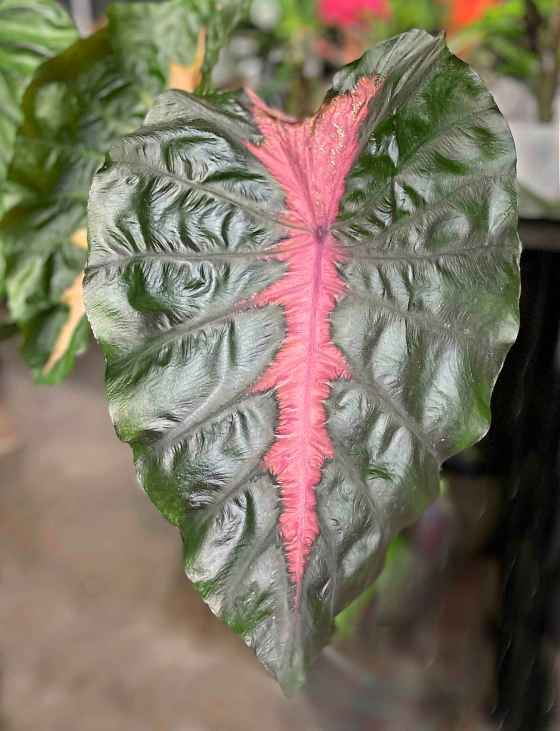 Is it ugly? Colocasia Elephant Ears Redemption, a new introduction for 2024. (Supplied)