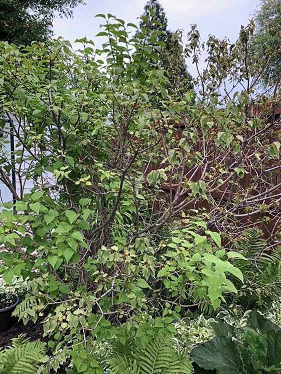 On some of this lilac's branches, the bark is whiter and the leaves are small and shrivelled. (Supplied)
