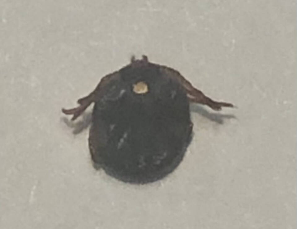 SUPPLIED
                                Mason said the City of Winnipeg’s insect control branch confirmed the tick was of the lone star variety.