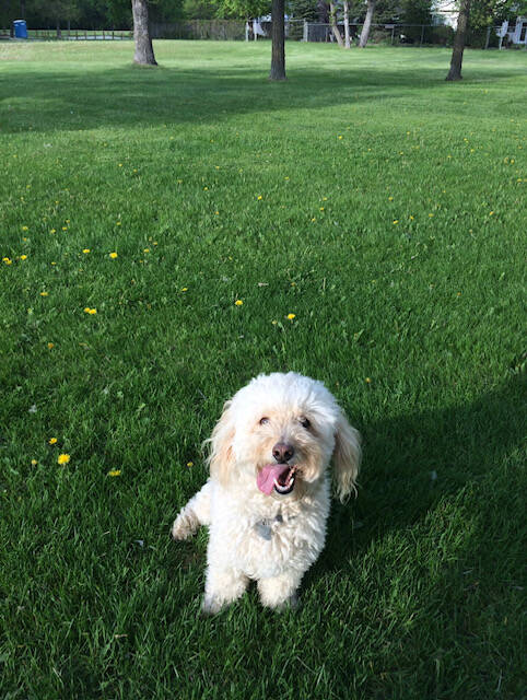 SUPPLIED
                                Dean Mason believes his 11-year-old Tika picked up the tick during a walk between his Charleswood home and Caron Park.