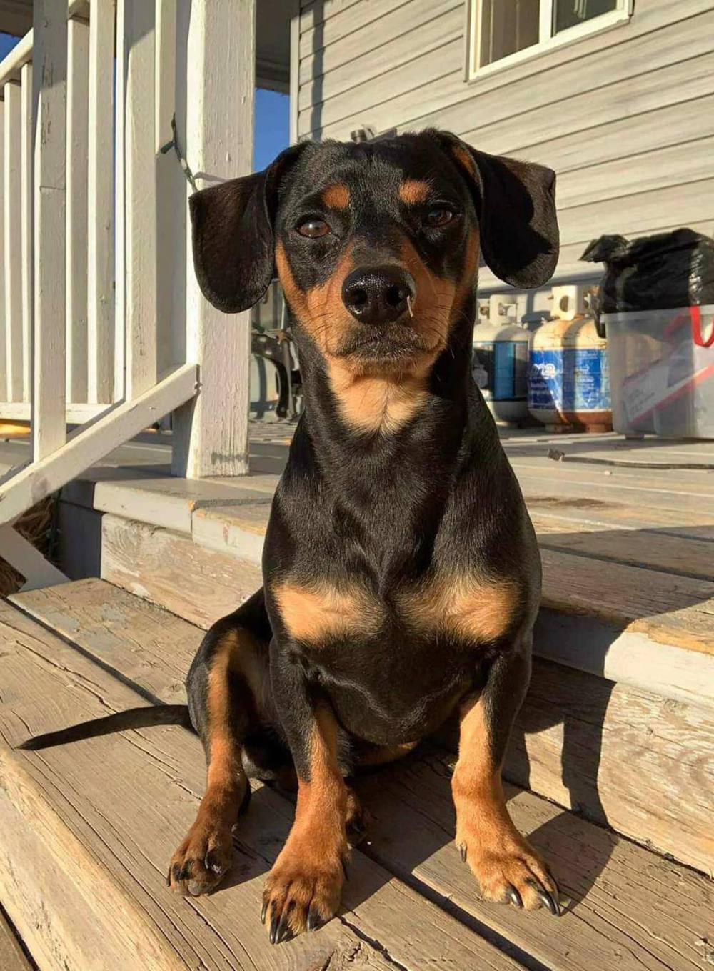 SUPPLIED
Dexter, a dachshund, was killed in a three-vehicle collision at highways 1 and 5, just north of Carberry, on July 31.