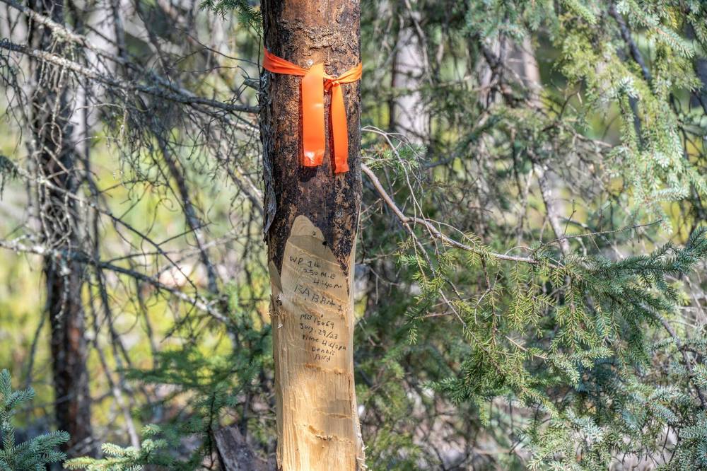 ERIC REDER / WILDERNESS COMMUNITY
The company cut down trees to make claim posts and left at least one treetop blocking a portage trail for the popular Seagrims Lake canoe route, Reder said.