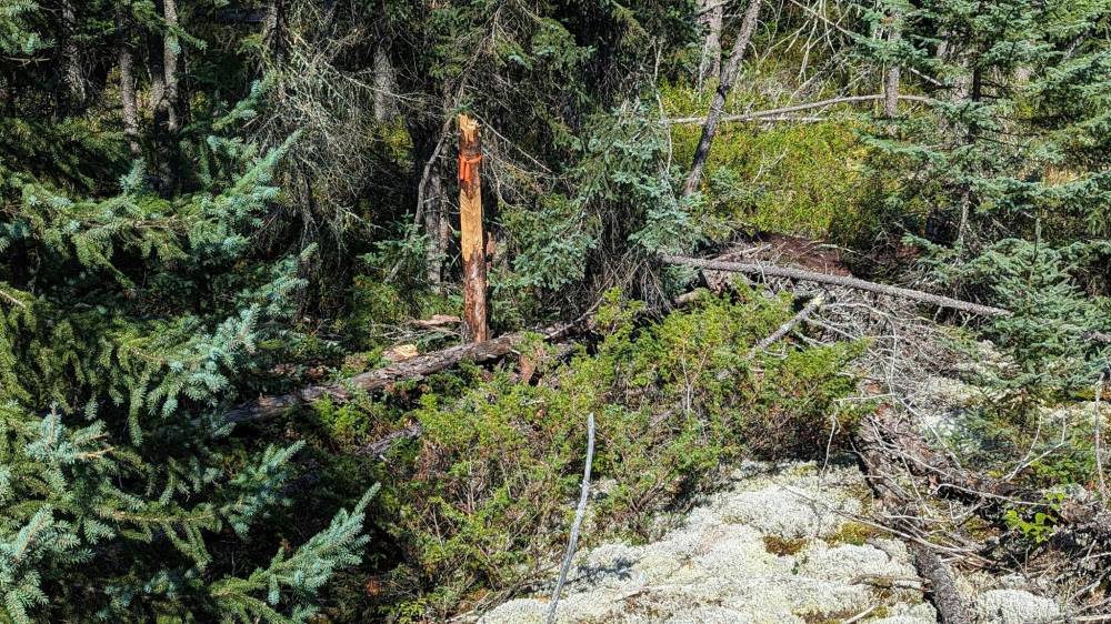 ERIC REDER / WILDERNESS COMMUNITY
Last week, Reder hiked through a black spruce bog to document evidence of the claims.