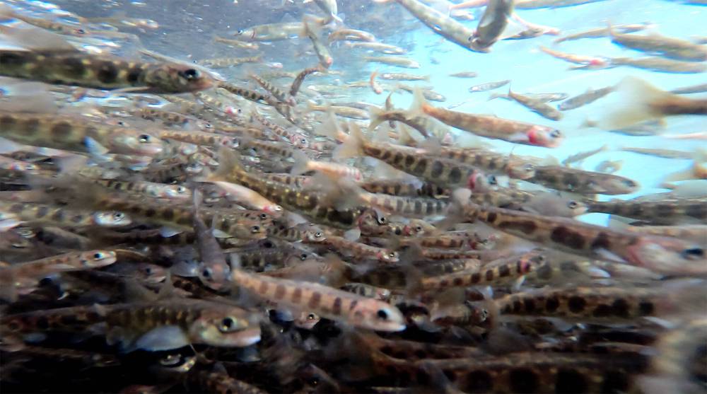 SUPPLIED
The site will be the largest land-based aquaculture facility of Arctic char.