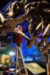 MIKE DEAL / WINNIPEG FREE PRESS
                                Carolyn Sirett, senior conservator at the Manitoba Museum, cleans the giant ground sloth during cleaning week.