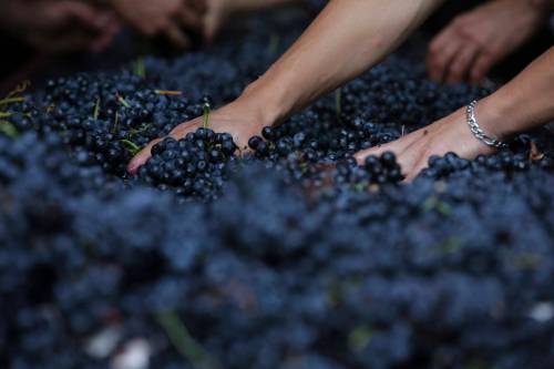 Armando Franca / The Associated Press files
                                Workers sort grapes picked at the Quinta da Gricha vineyard in the Douro river valley near Ervedosa do Douro, northern Portugal.