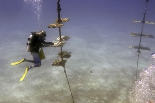 Marine heat waves haven't had a lasting effect on fish populations along Canada’s Atlantic and Pacific coasts says a study, showing there is still a chance to act on climate change. A diver with non-profit Reef Renewal USA cleans and maintains a coral nursery, Tuesday, Aug. 1, 2023, near Tavernier, Fla., in the Florida Keys. THE CANADIAN PRESS/AP/Wilfredo Lee