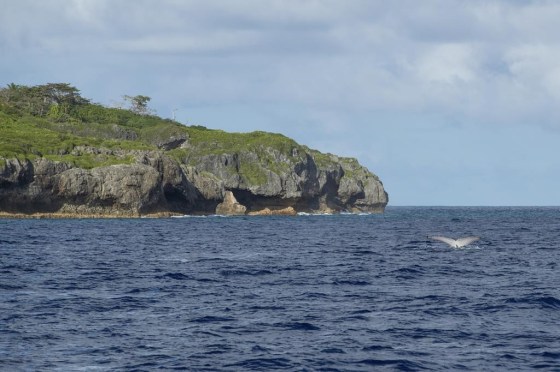 A tail of a humpback whale breaks the water in Niue in 2018. (Richard Sidey/Galaxiid via The Associated Press)