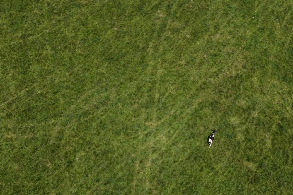 A cow grazes on a farm in the Ontario Greenbelt near Guelph, Ont., on Monday, July 10, 2023. Housing Minister Paul Calandra says the province will not compensate developers whose lands are going back in the Greenbelt. THE CANADIAN PRESS/Cole Burston