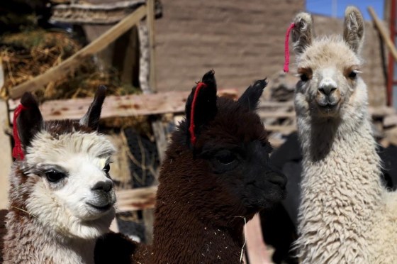 Llamas that belong to Teófila Challapa stand behind her home in Cariquima, Chile. (Ignacio Munoz / The Associated Press)