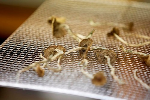Dozens of health care professionals across the country are fighting the federal government in court for legal access to psychedelics, namely psilocybin mushrooms, to start offering therapeutic treatments in their practices. Psilocybin mushrooms sit on a drying rack in the Uptown Fungus lab in Springfield, Ore., Monday, Aug. 14, 2023. THE CANADIAN PRESS/AP-Craig Mitchell