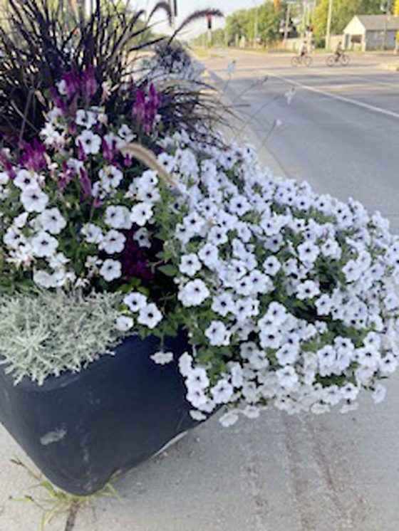 Diane will be looking for Silver Tidal Wave Petunias next spring. (Supplied)