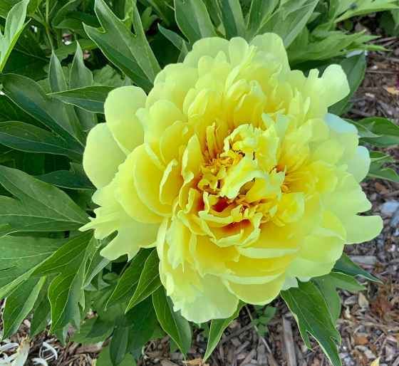 Bartzella Itoh peony (Myra Froc)