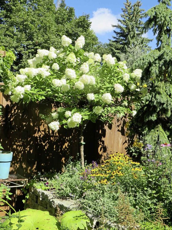 A Limelight Hydrangea tree-form (Colleen Zacharias / Winnipeg Free Press)