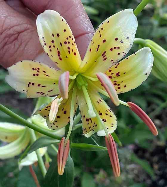 Martagon lily: Golden Green (Manitoba Regional Lily Society)