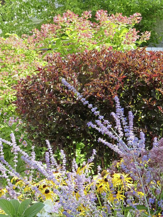 Pruning a Summer Wine Black Ninebark (Colleen Zacharias / Winnipeg Free Press)