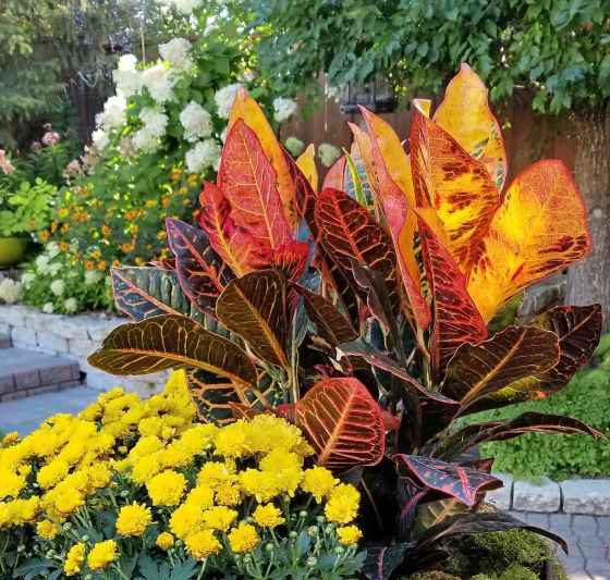 Vibrant fall colour: A Croton with mums (Colleen Zacharias / Winnipeg Free Press)