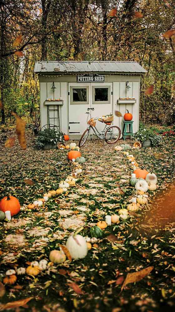 Creating a fall scene with pumpkins. (Robyn Chubey / Prairie Glow Acres)