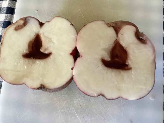 A potato with a hollow heart. (John Guttormson)